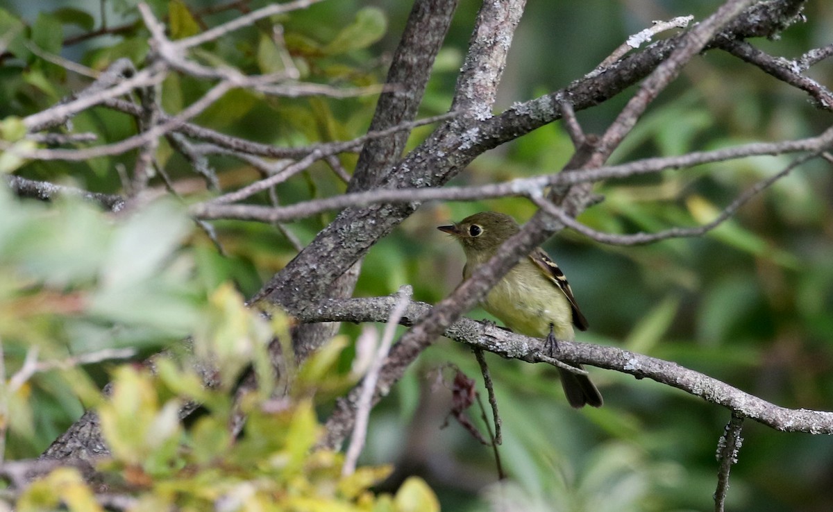 Yellow-bellied Flycatcher - Jay McGowan