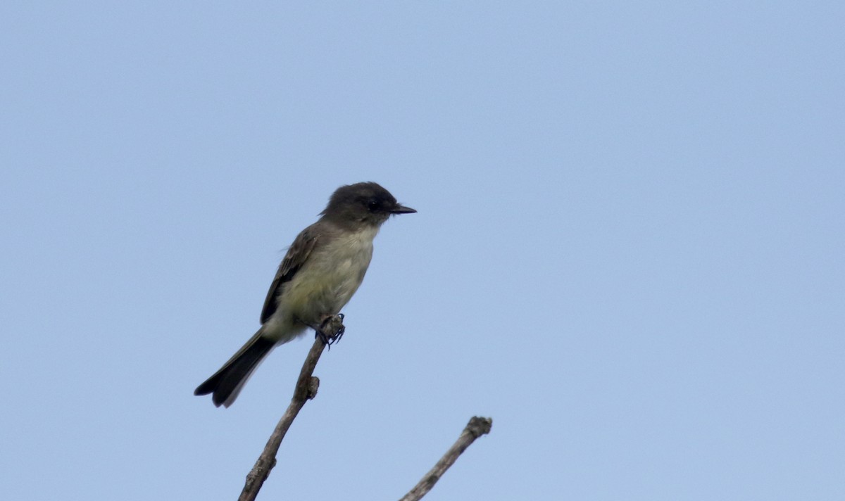 Eastern Phoebe - ML123671701