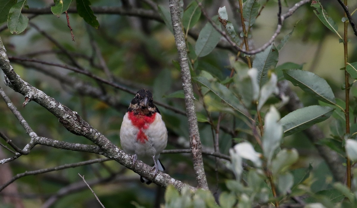 Rose-breasted Grosbeak - Jay McGowan