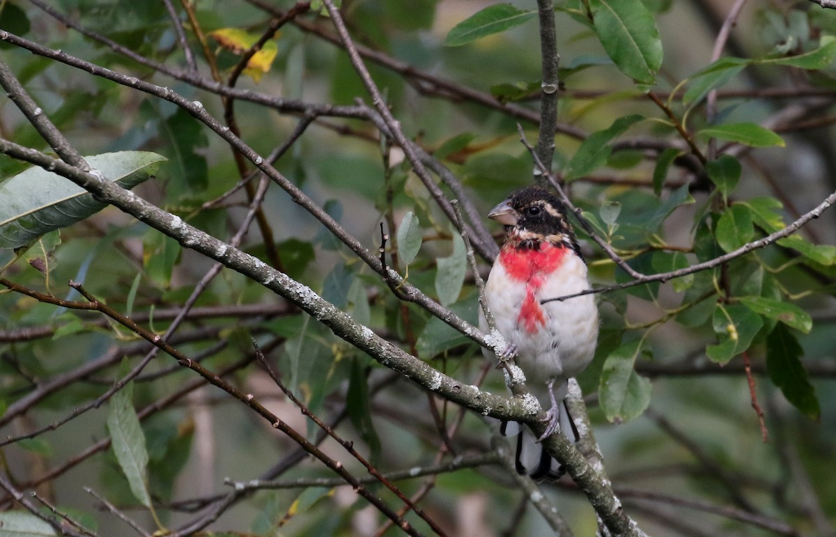 Rose-breasted Grosbeak - Jay McGowan