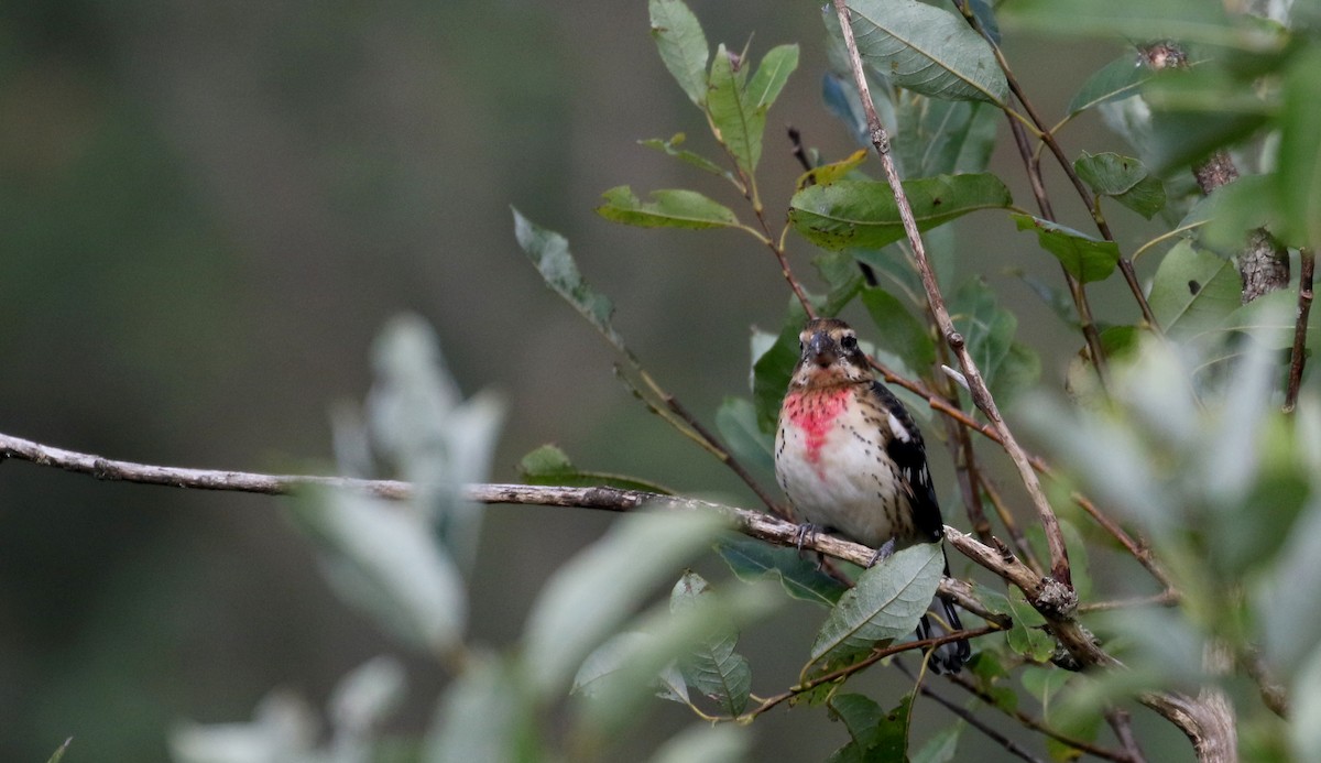 Rose-breasted Grosbeak - Jay McGowan