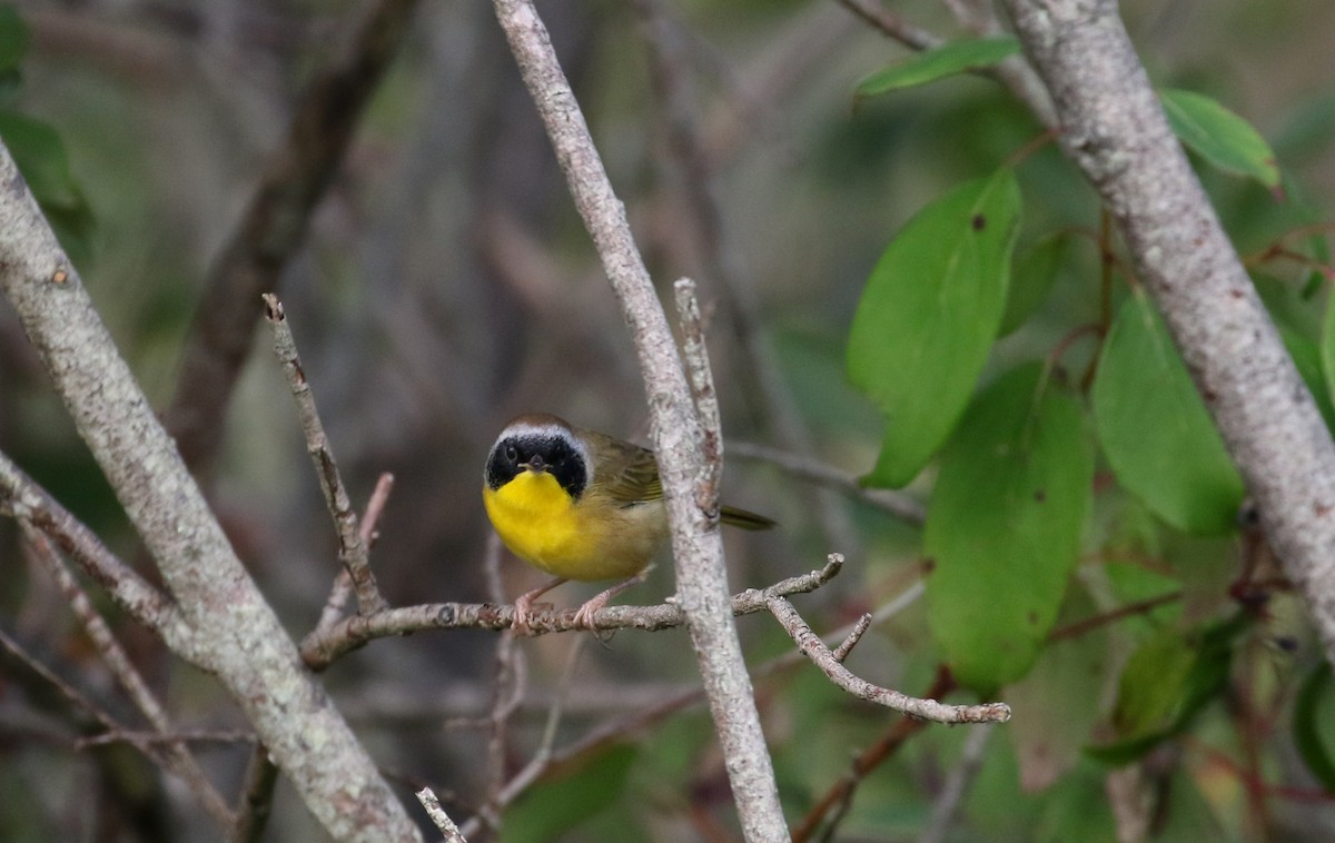 Common Yellowthroat - Jay McGowan