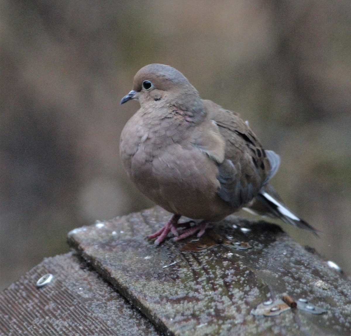 Mourning Dove - Matthew Valencic