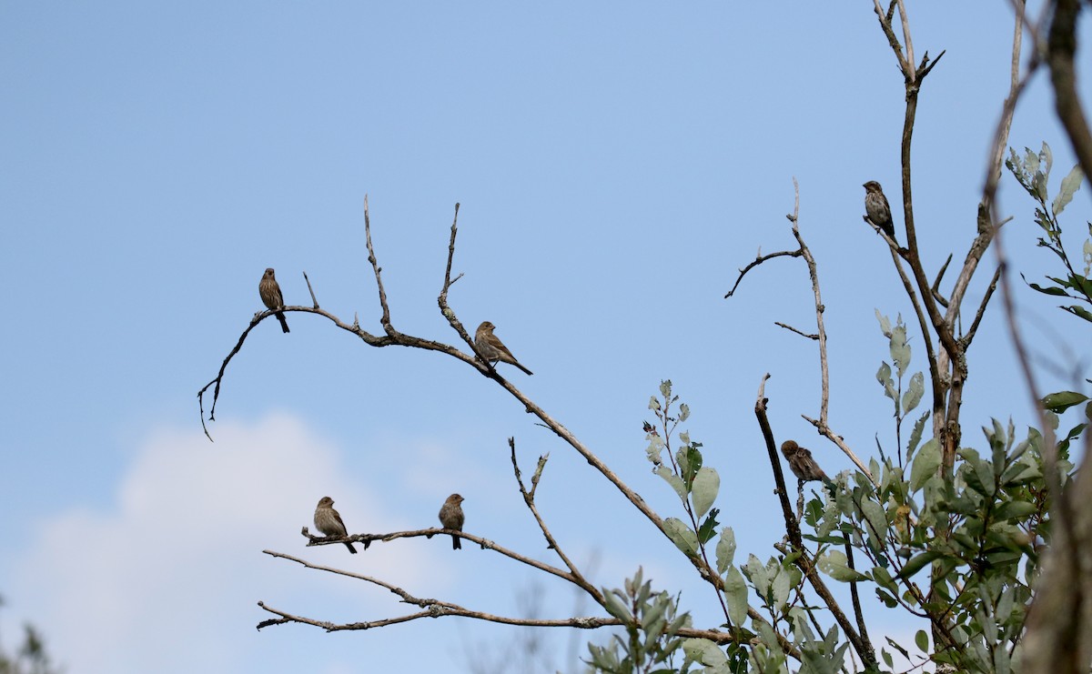 House Finch - Jay McGowan