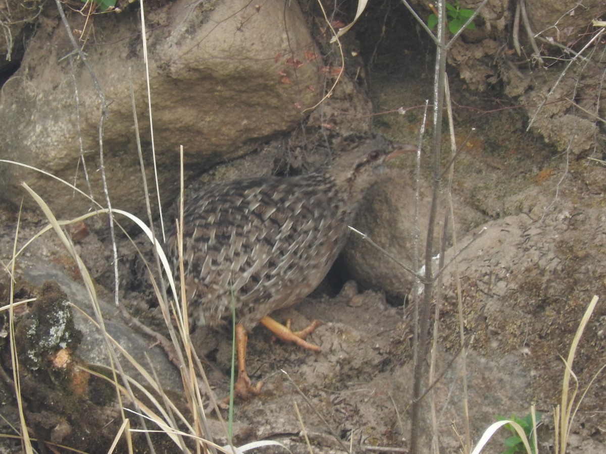 Andean Tinamou - Paul Suchanek