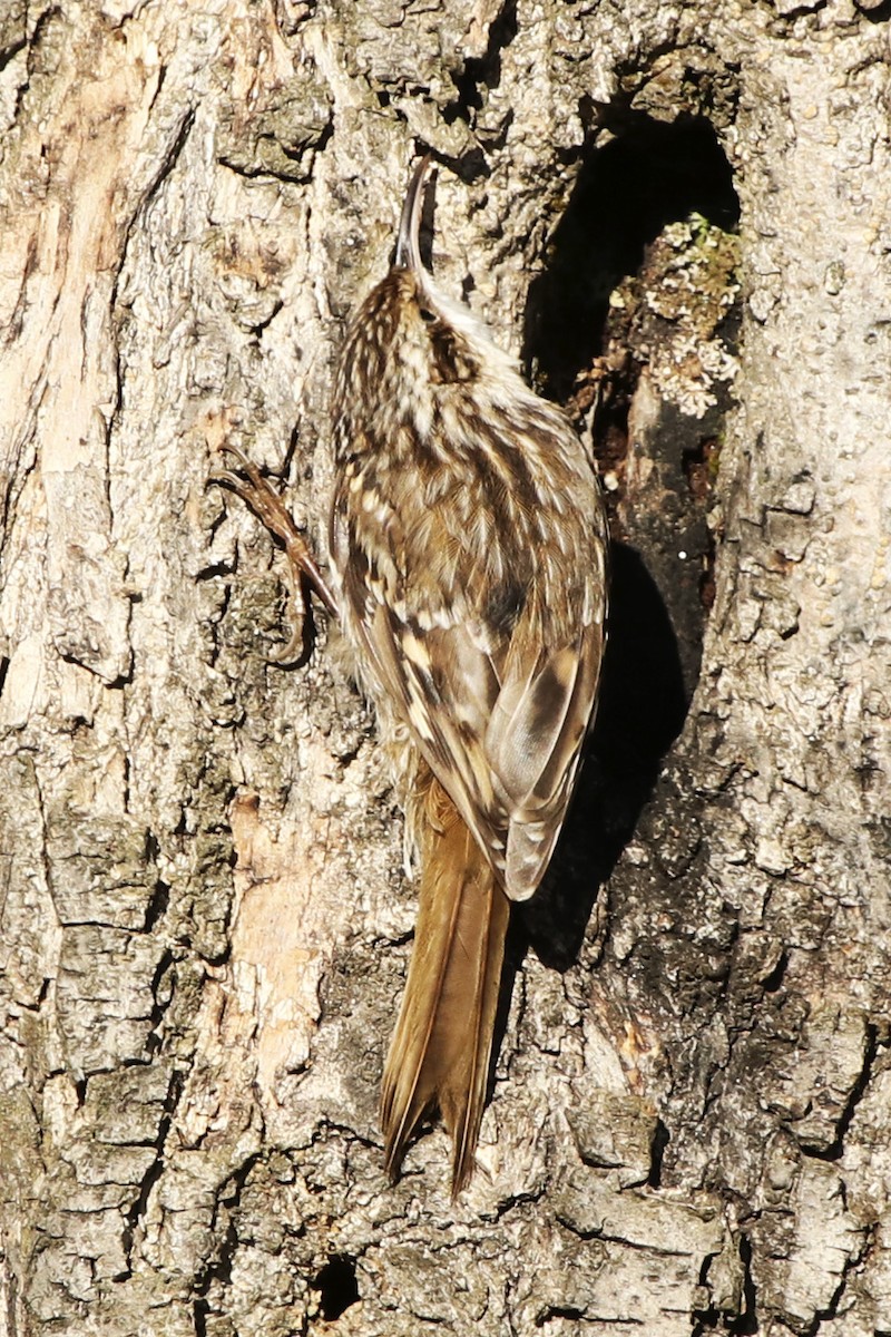 Short-toed Treecreeper - ML123672711