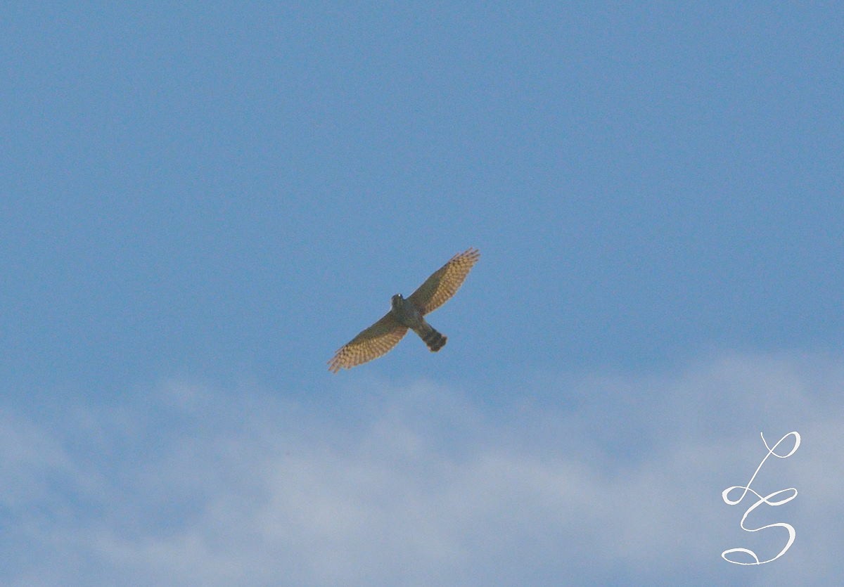 Rufous-thighed Kite - Luis Fernandez