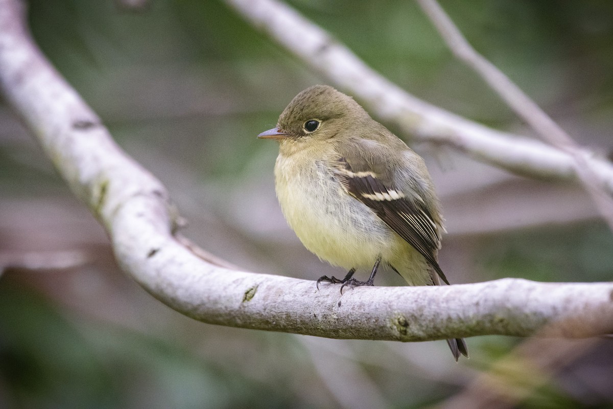 Yellow-bellied Flycatcher - Bryan Calk