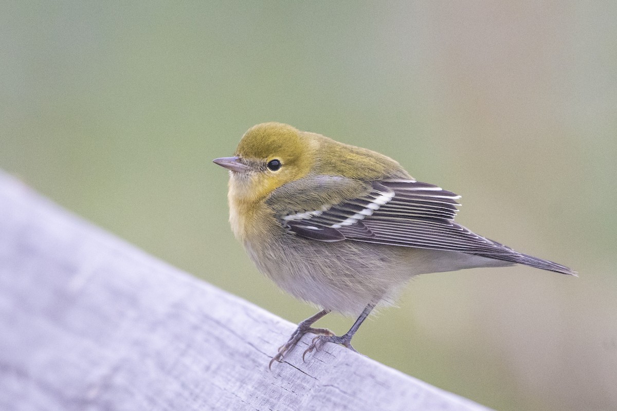 Bay-breasted Warbler - ML123675351
