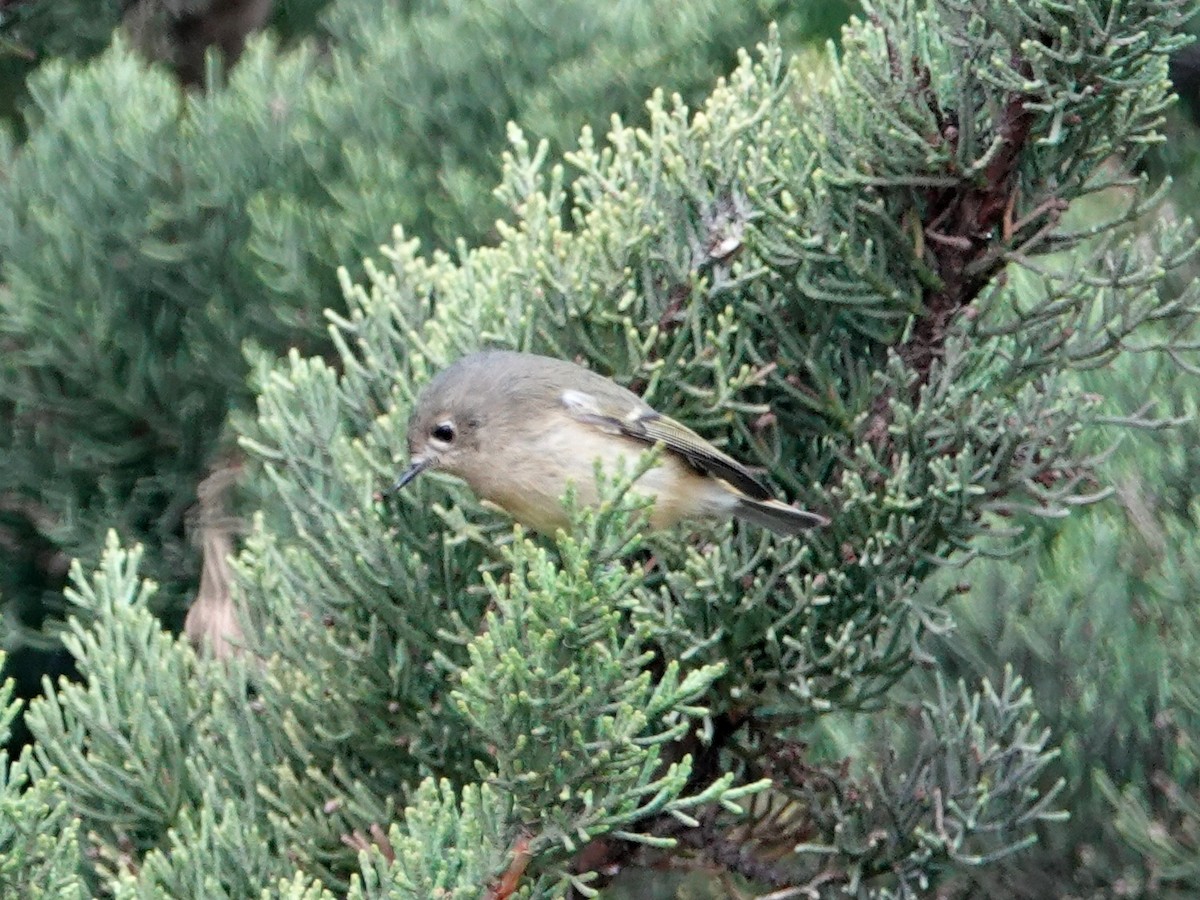 Ruby-crowned Kinglet - Norman Uyeda