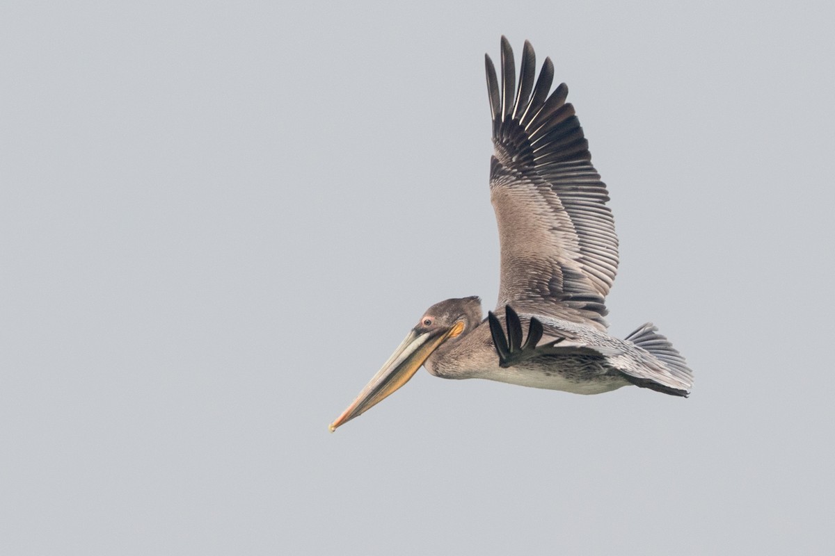 Brown Pelican - ML123677781