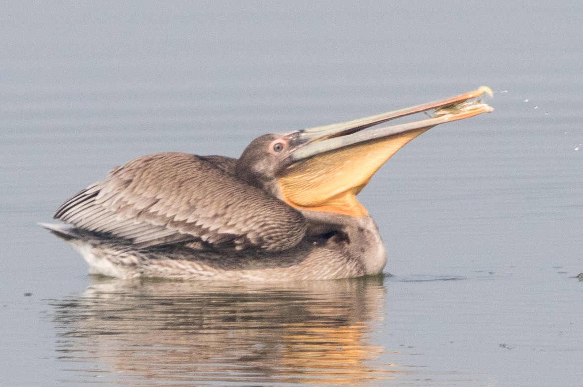 Brown Pelican - ML123677791