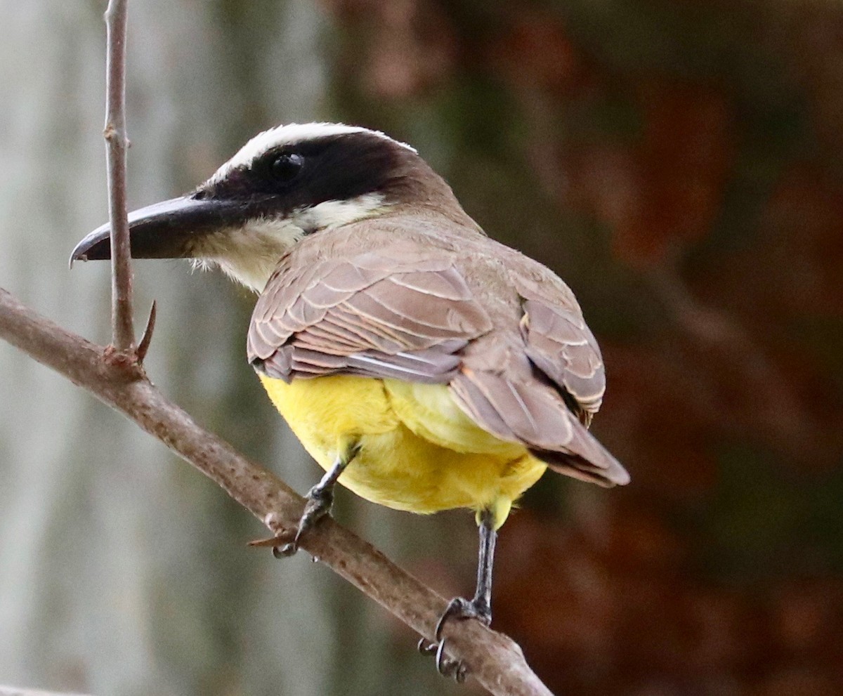 Bienteveo Pitanguá (chrysogaster) - ML123678031