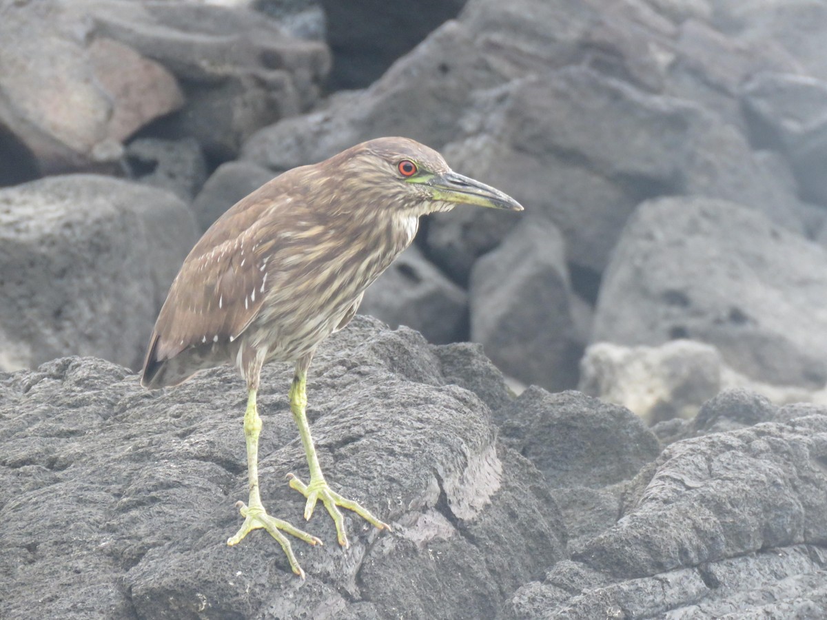 Black-crowned Night Heron - ML123679961