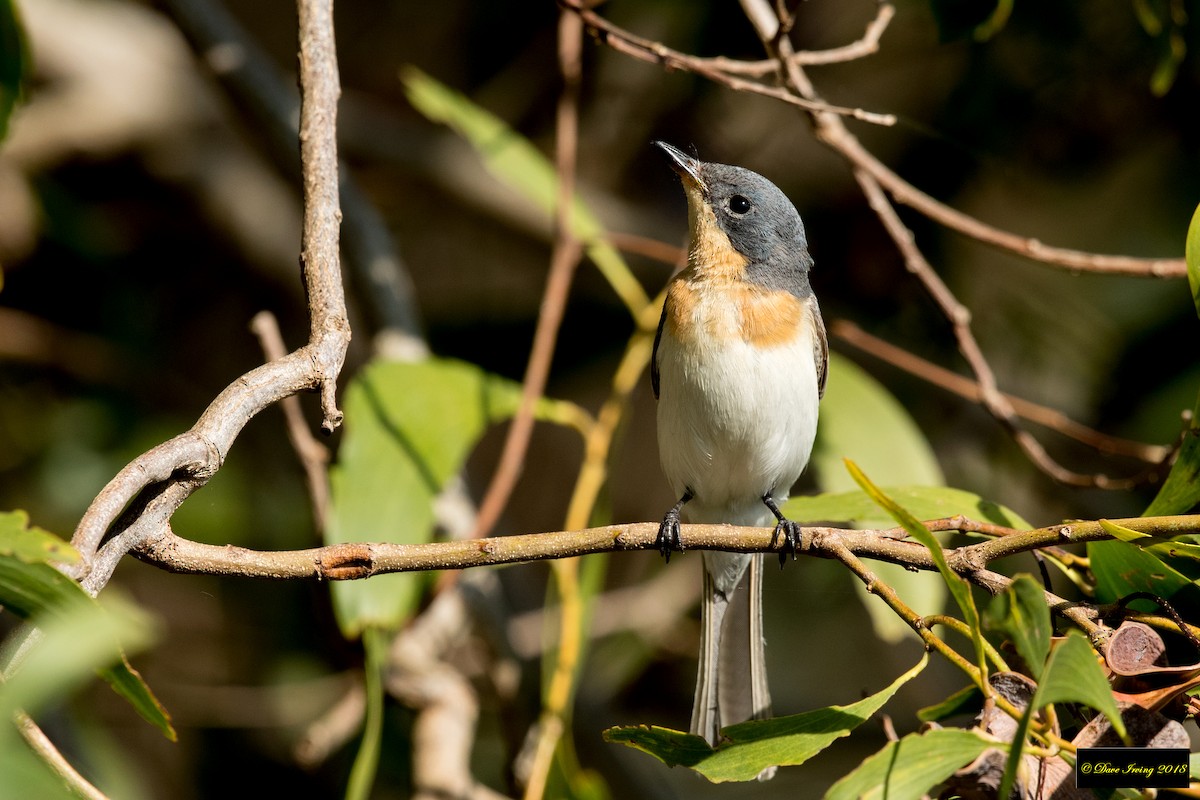 Leaden Flycatcher - ML123680271