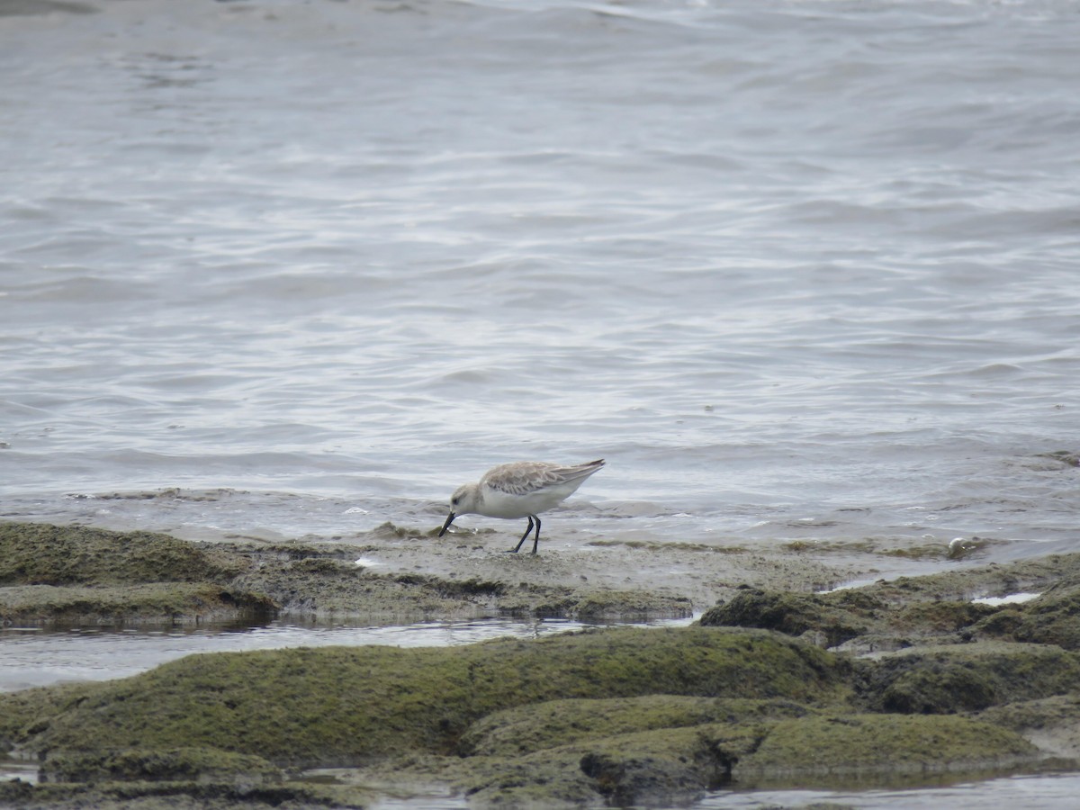 Sanderling - ML123680731