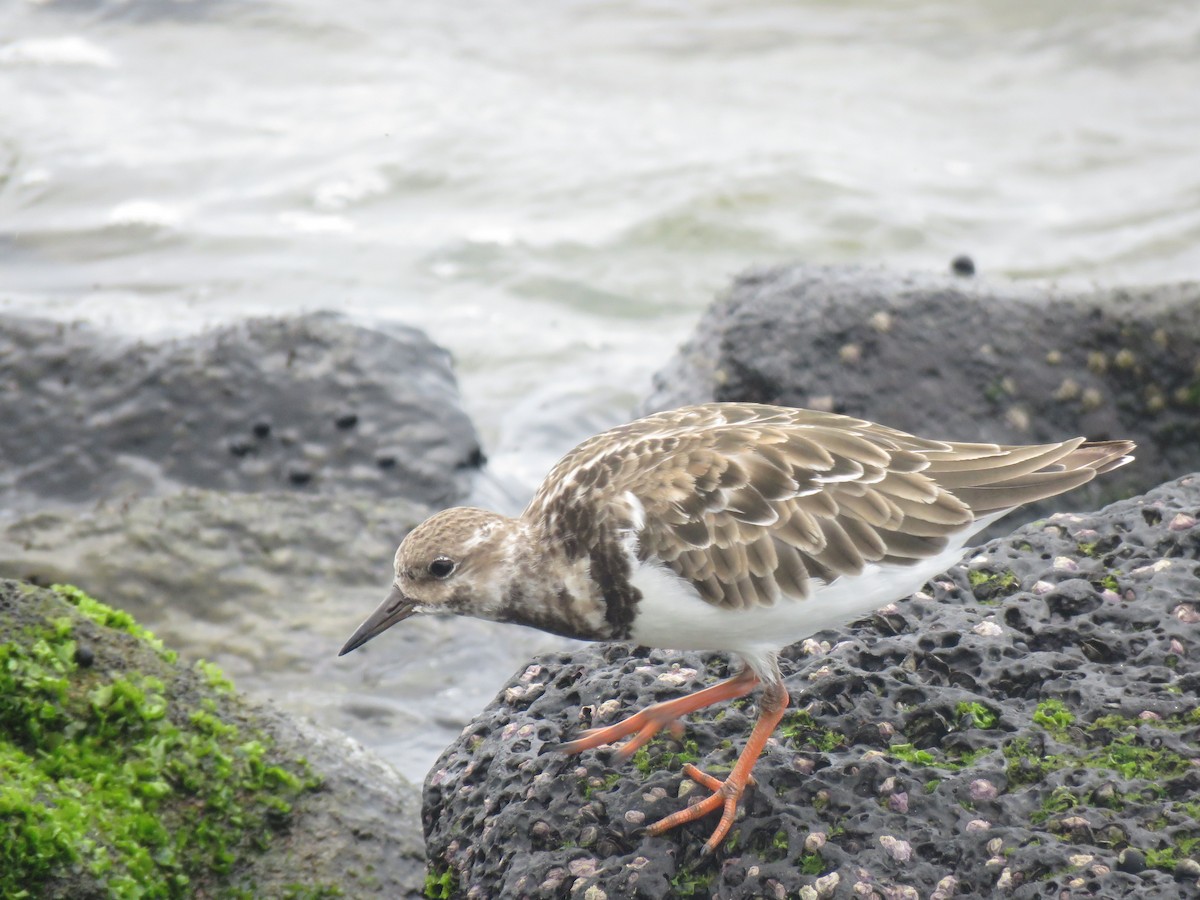 Ruddy Turnstone - ML123680781