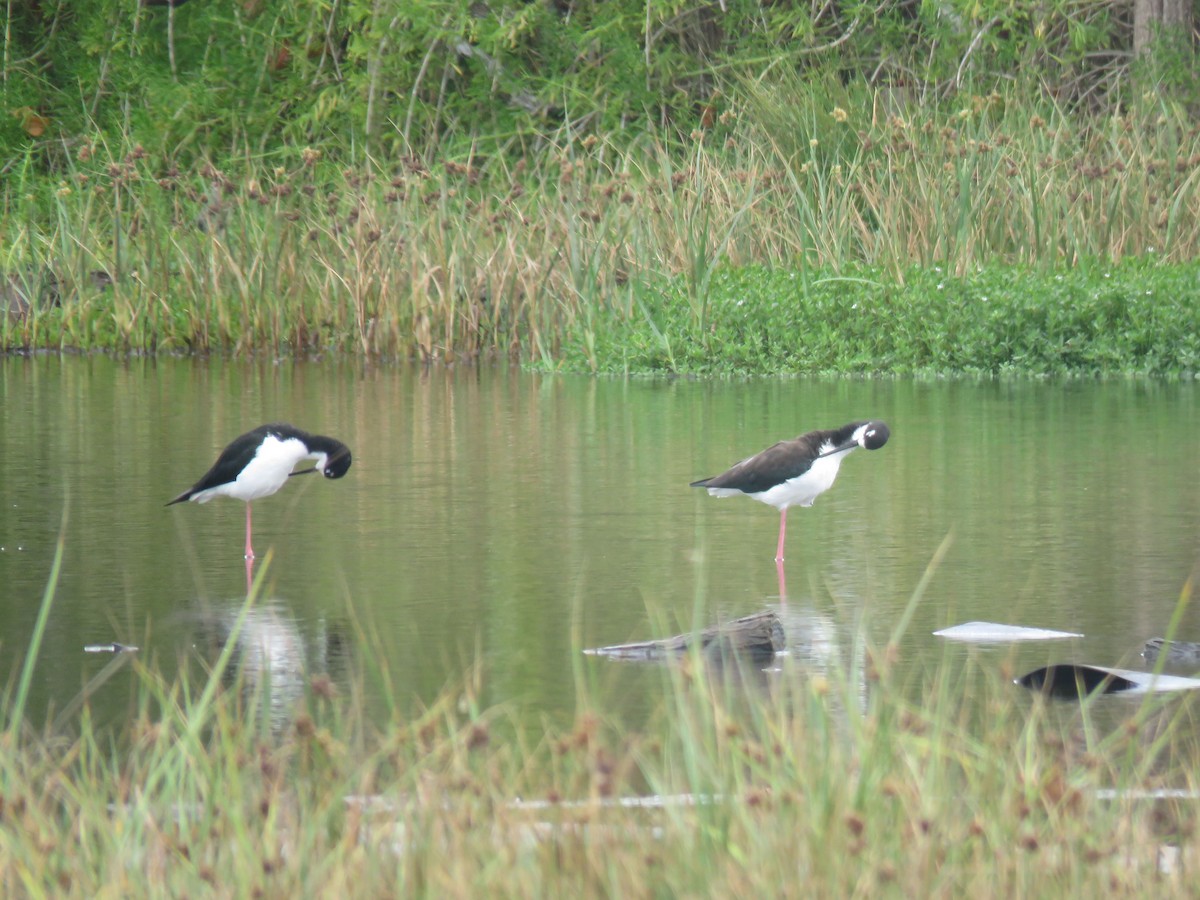 Black-necked Stilt - ML123680831