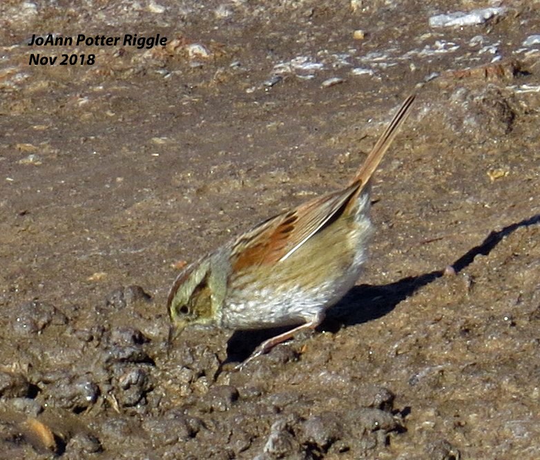 Swamp Sparrow - ML123684661