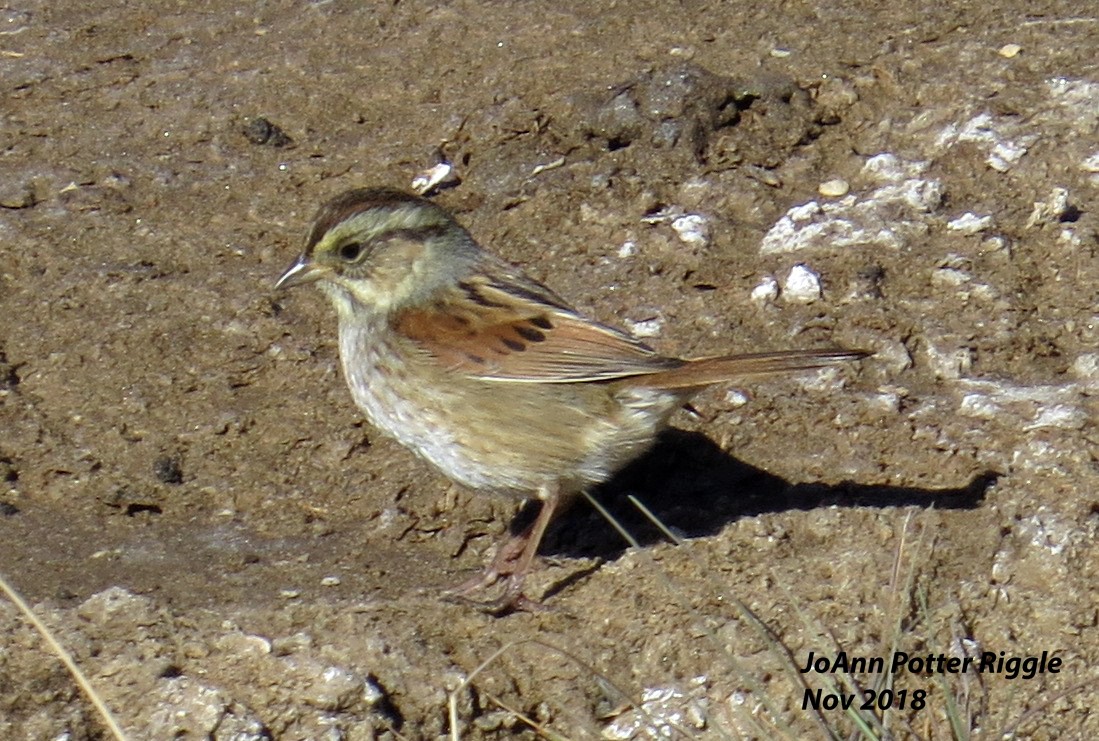 Swamp Sparrow - ML123684691