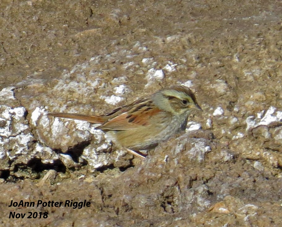 Swamp Sparrow - ML123684701