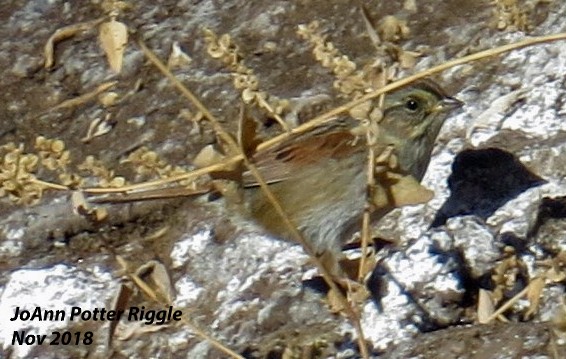 Swamp Sparrow - ML123684711