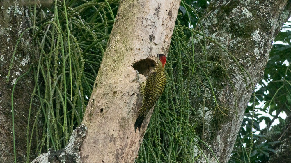 Green-barred Woodpecker - Enio Moraes