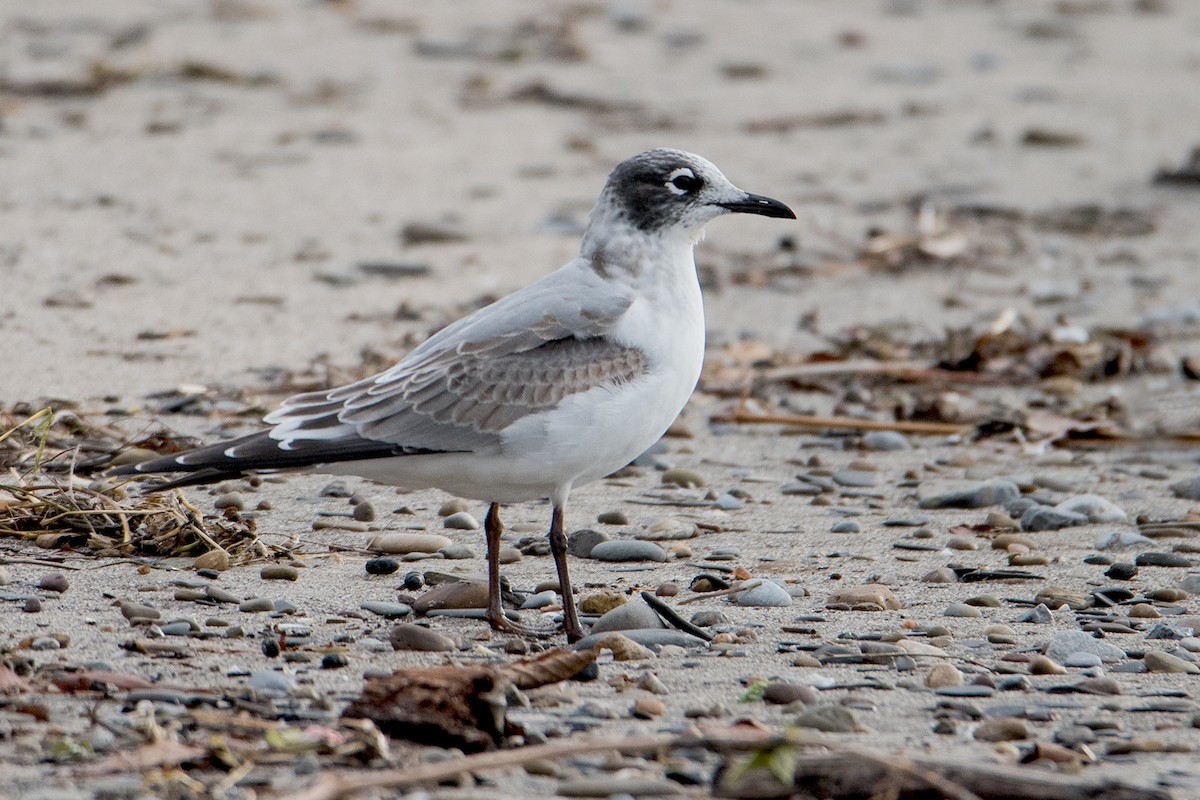 Franklin's Gull - ML123687851