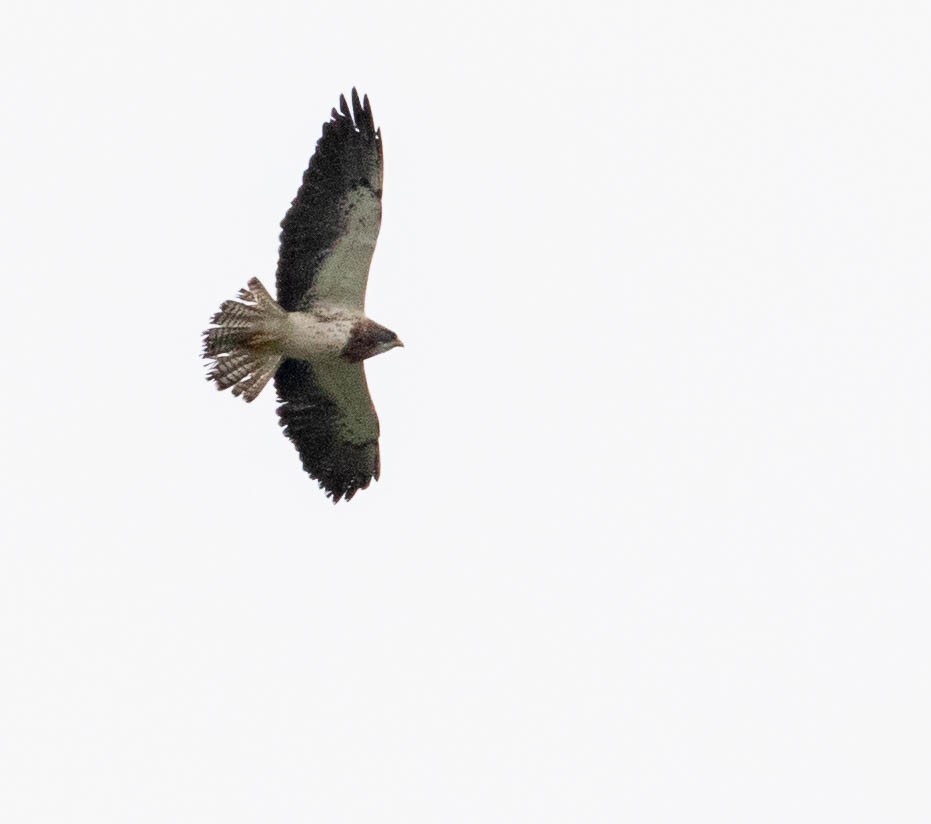 Swainson's Hawk - ML123688321