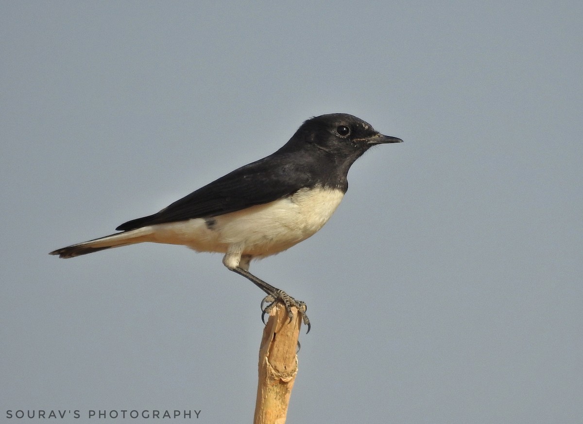 Variable Wheatear - Sourav Halder