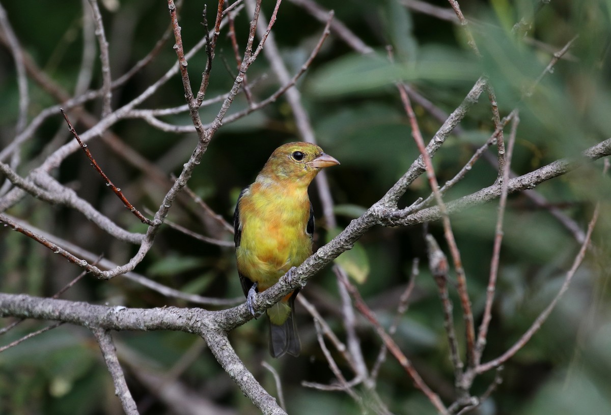 Scarlet Tanager - ML123691651