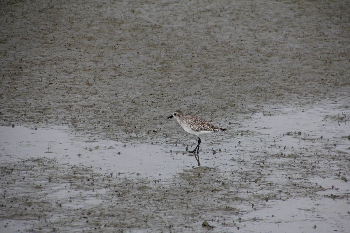 Black-bellied Plover - ML123691691