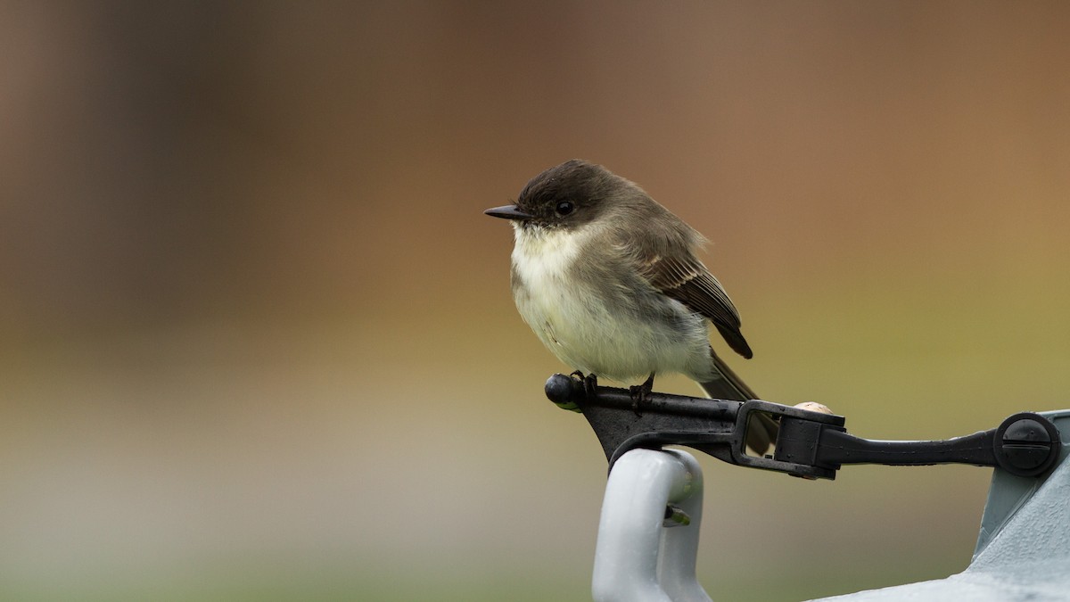 Eastern Phoebe - ML123692331