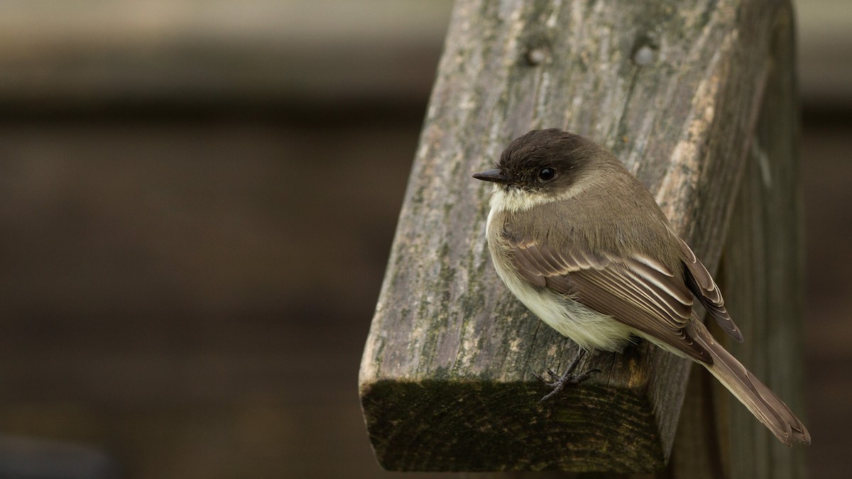 Eastern Phoebe - ML123692381