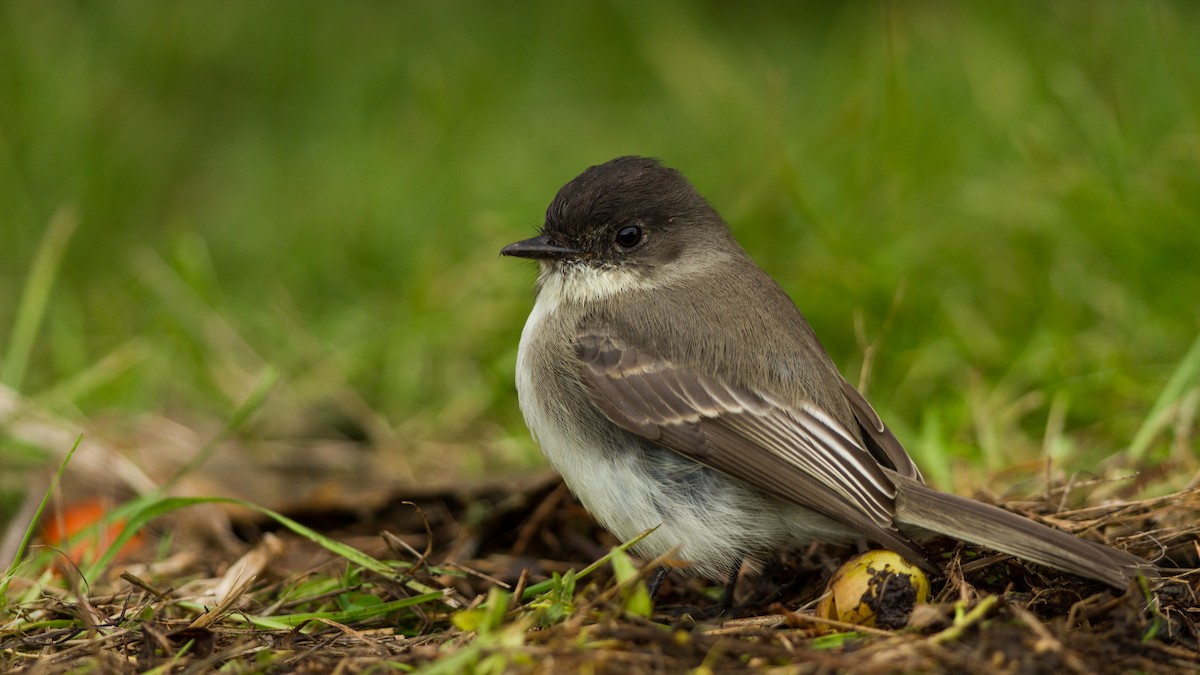 Eastern Phoebe - ML123692391