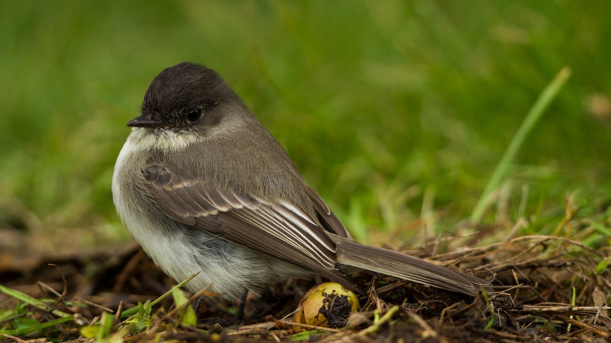 Eastern Phoebe - ML123692401