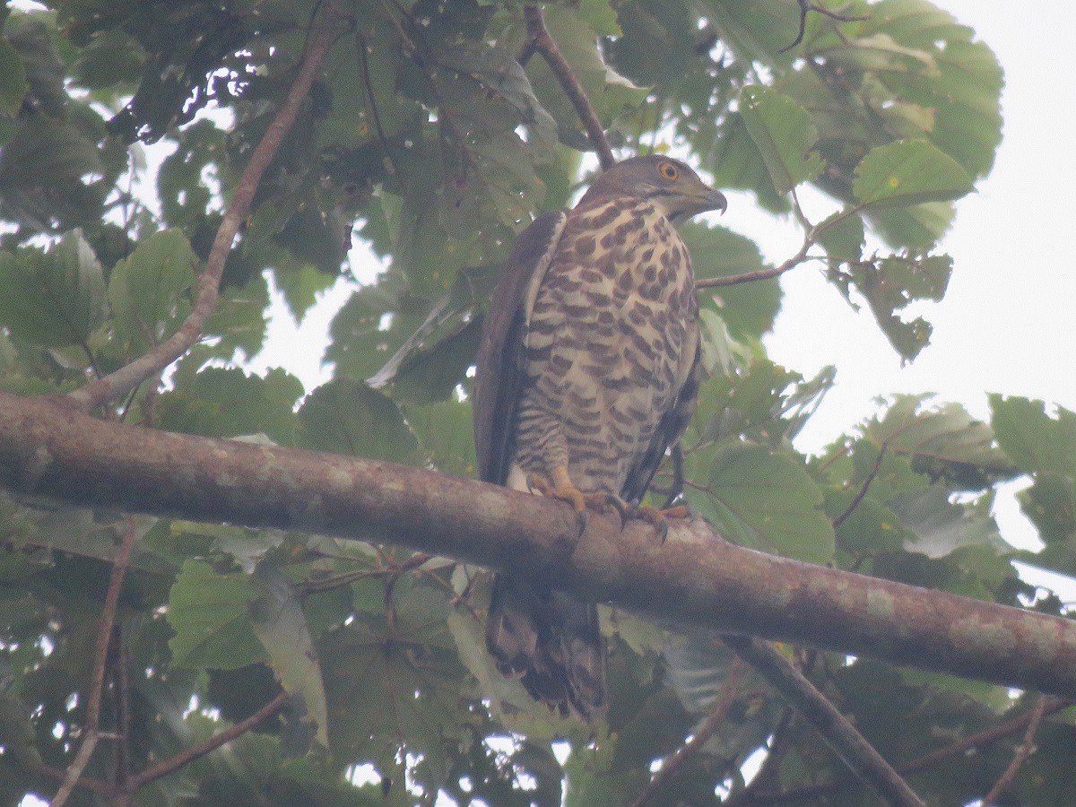 Crested Goshawk - ML123692551