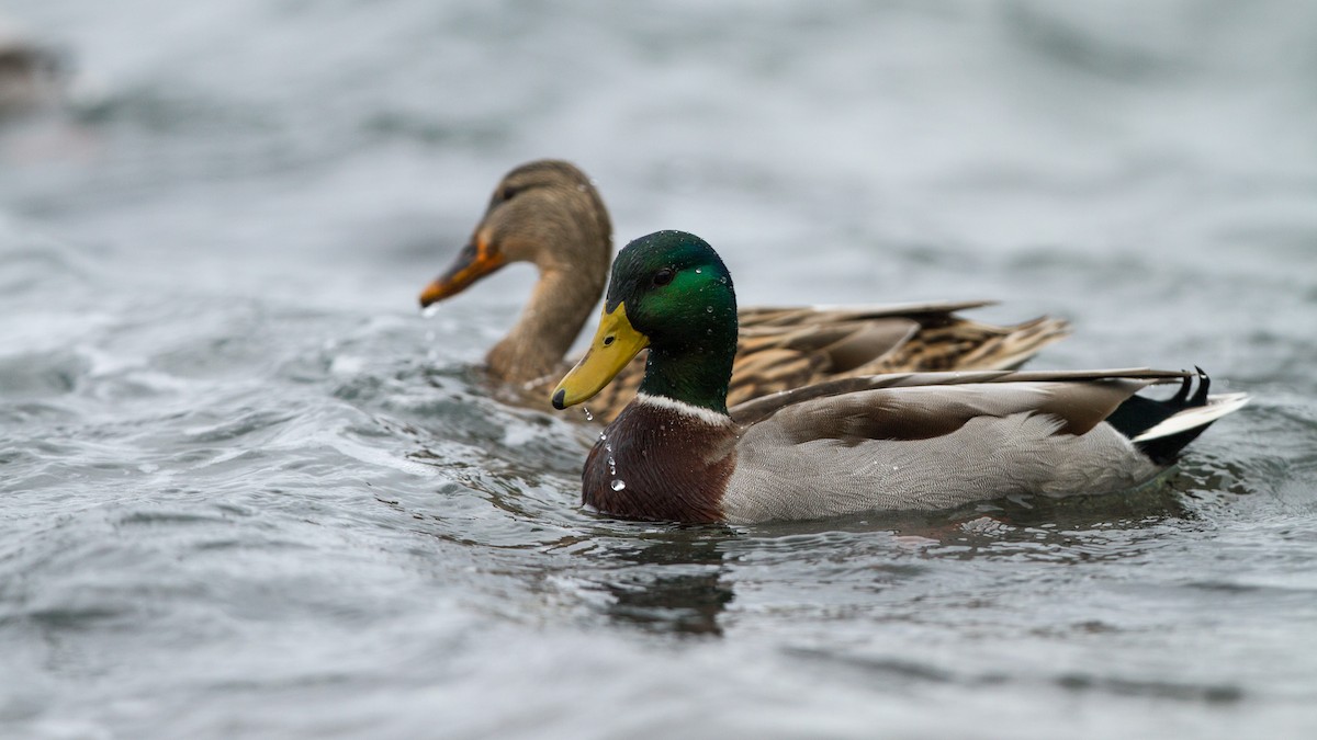 Canard colvert - ML123692661