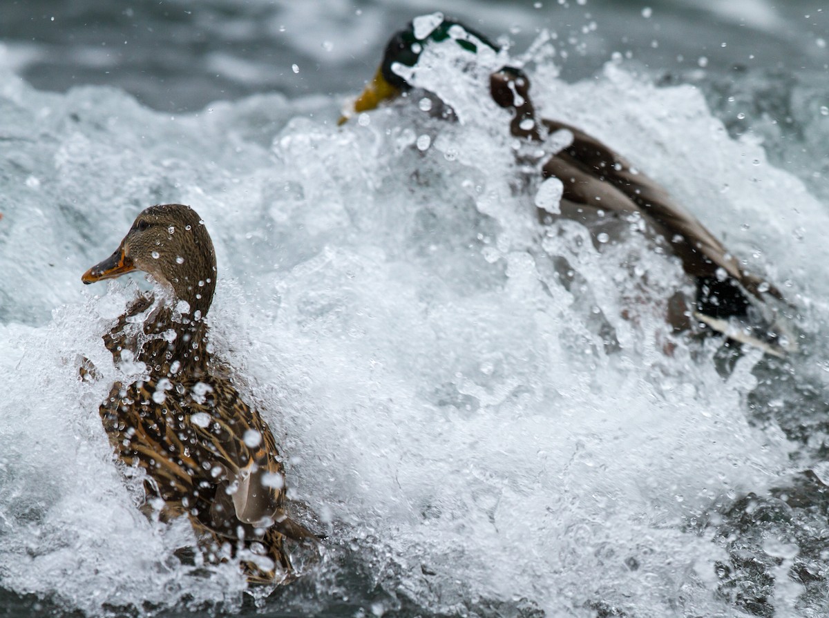 Canard colvert - ML123692671