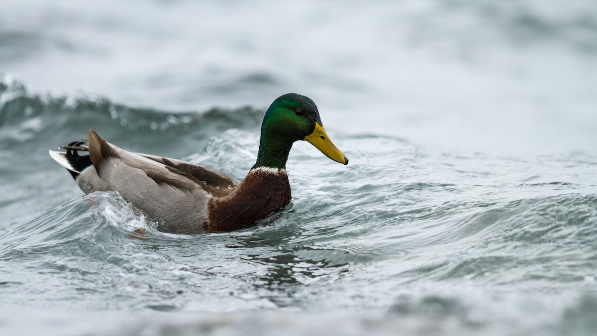 Canard colvert - ML123692721