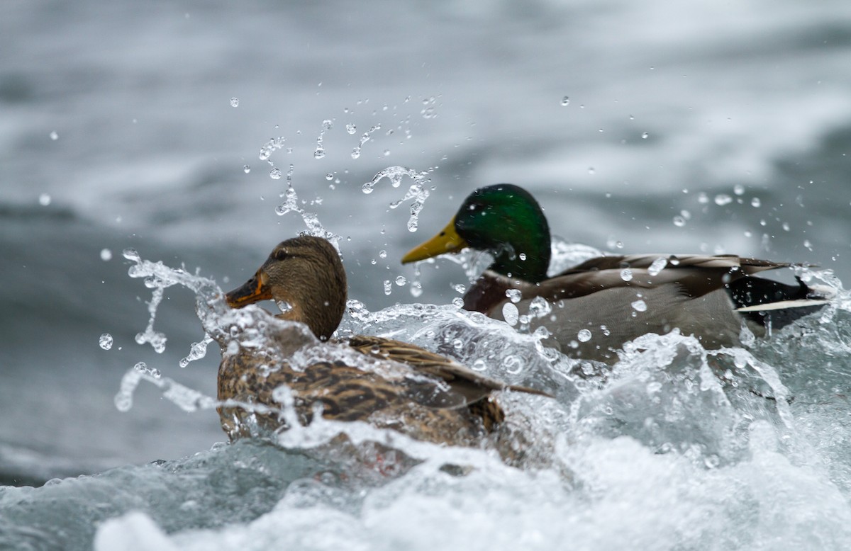 Canard colvert - ML123692781