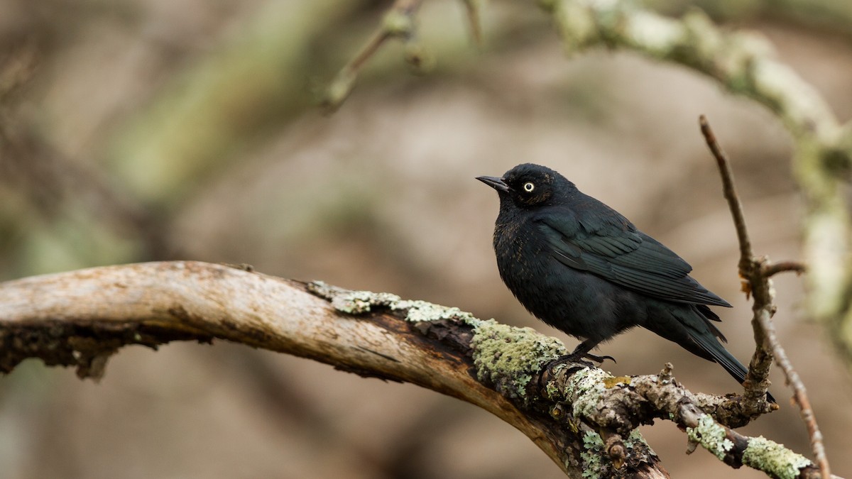 Rusty Blackbird - ML123693191