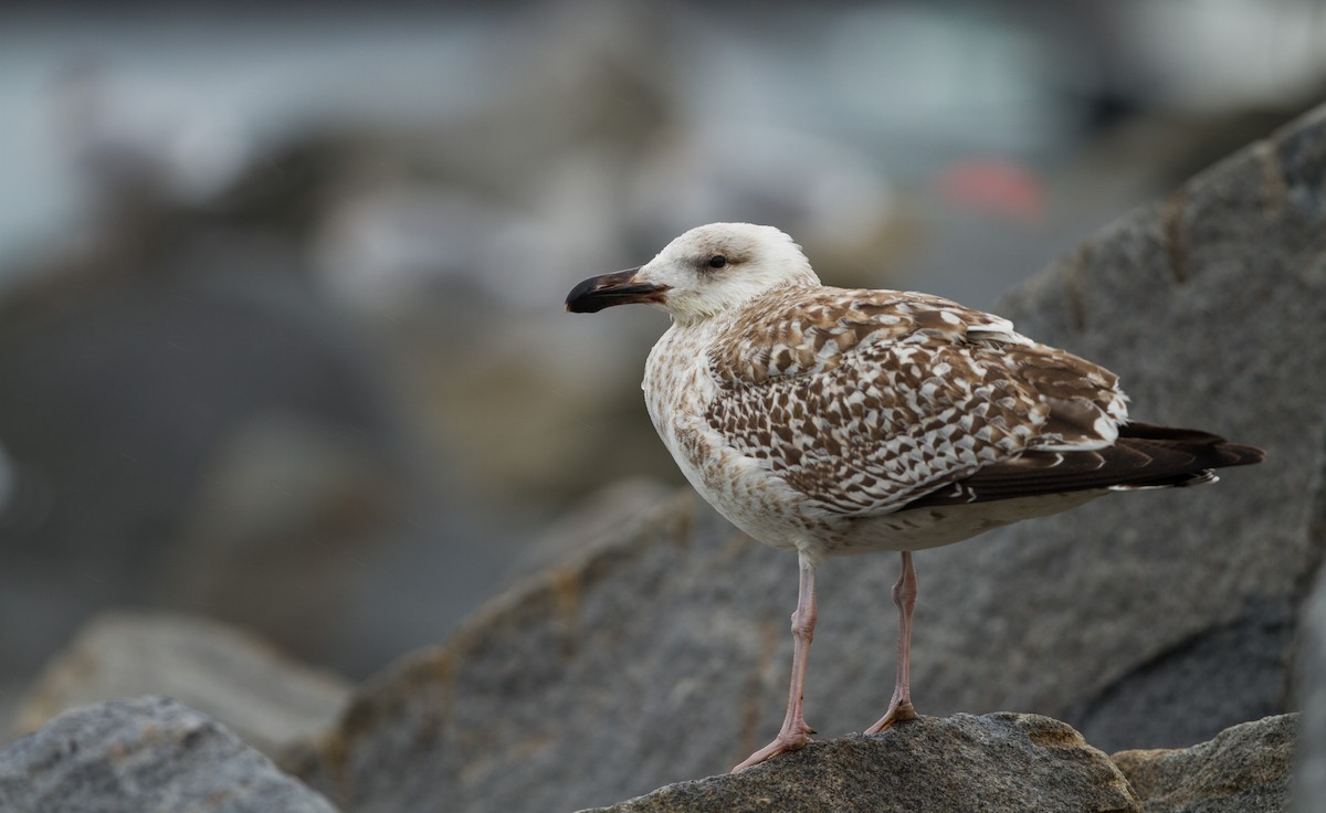 Great Black-backed Gull - ML123693391