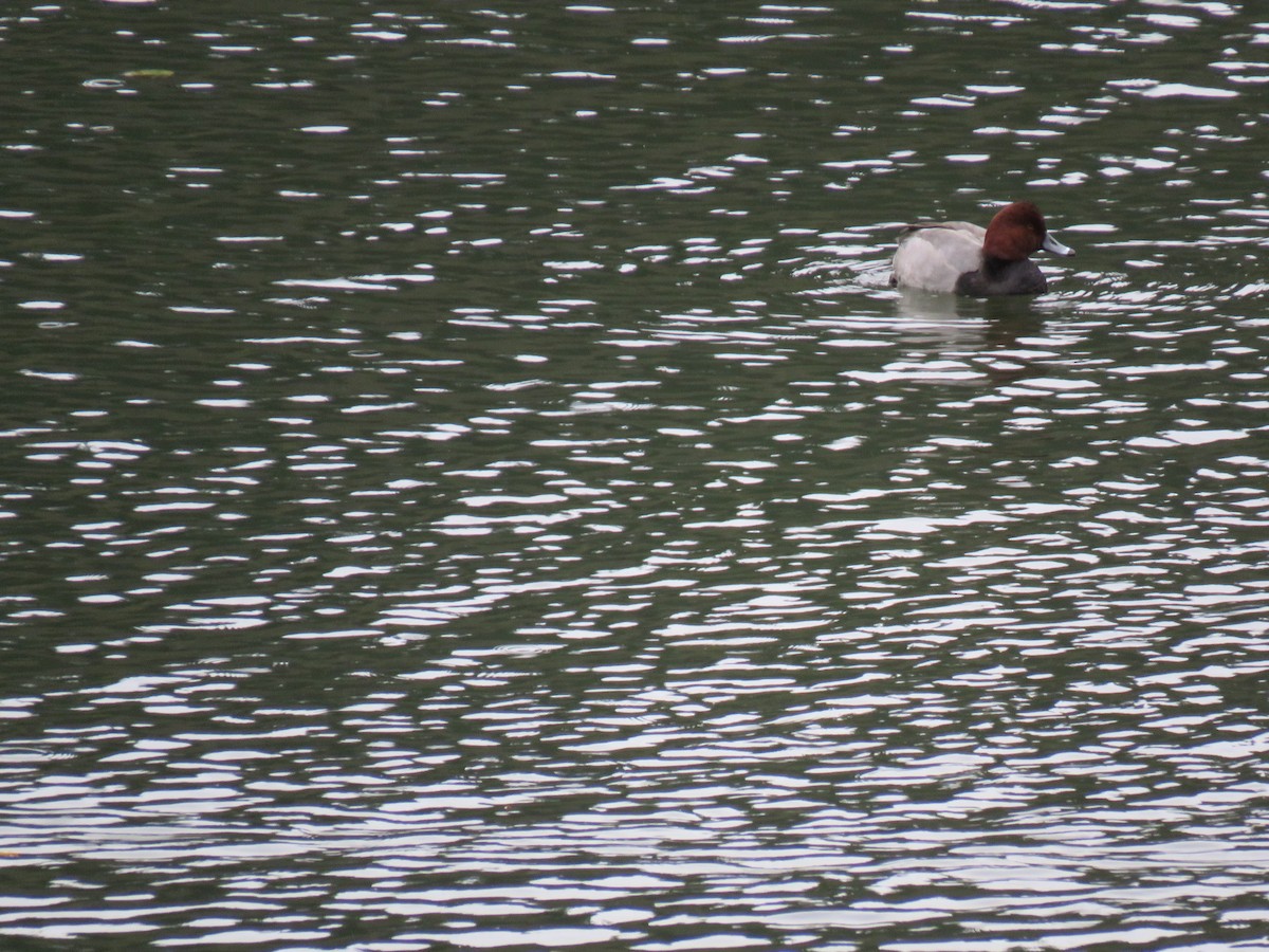 Fuligule à tête rouge - ML123694771