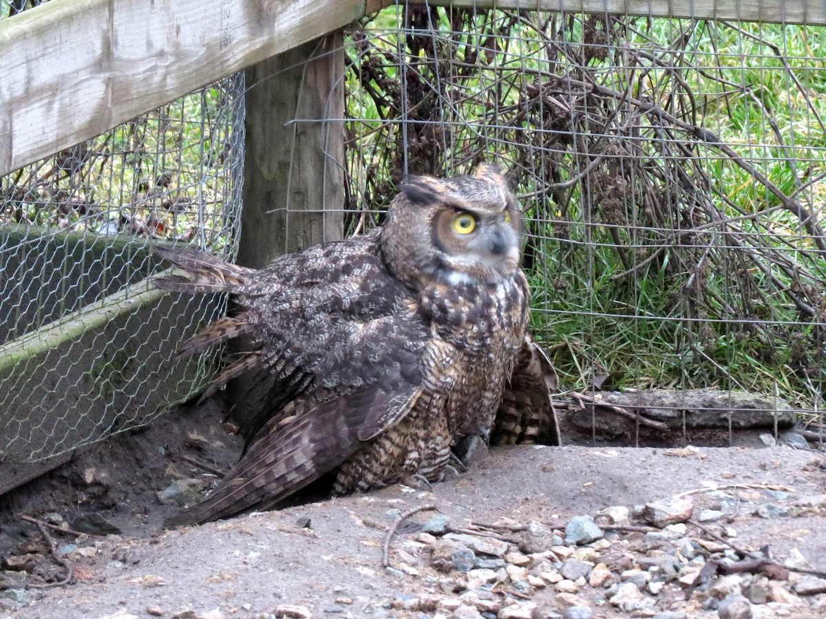 Great Horned Owl - John Tschopp