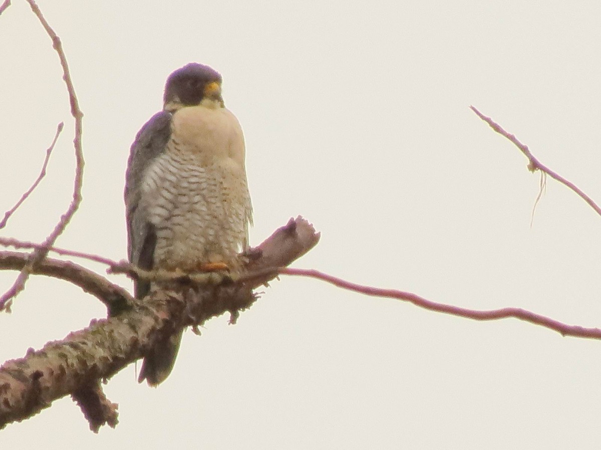 Peregrine Falcon - ML123697661