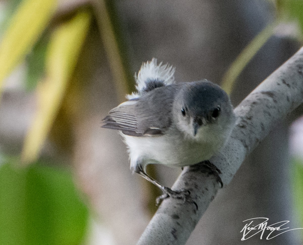 Blue-gray Gnatcatcher - ML123698871