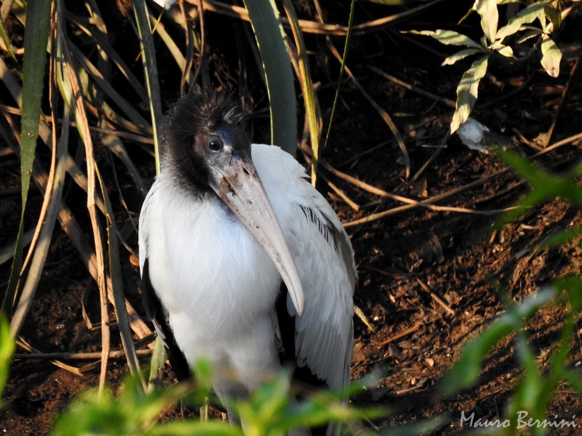 Wood Stork - ML123699361