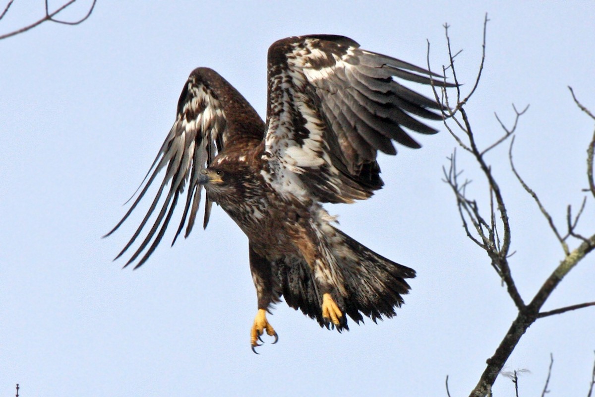 Bald Eagle - Lori Charron