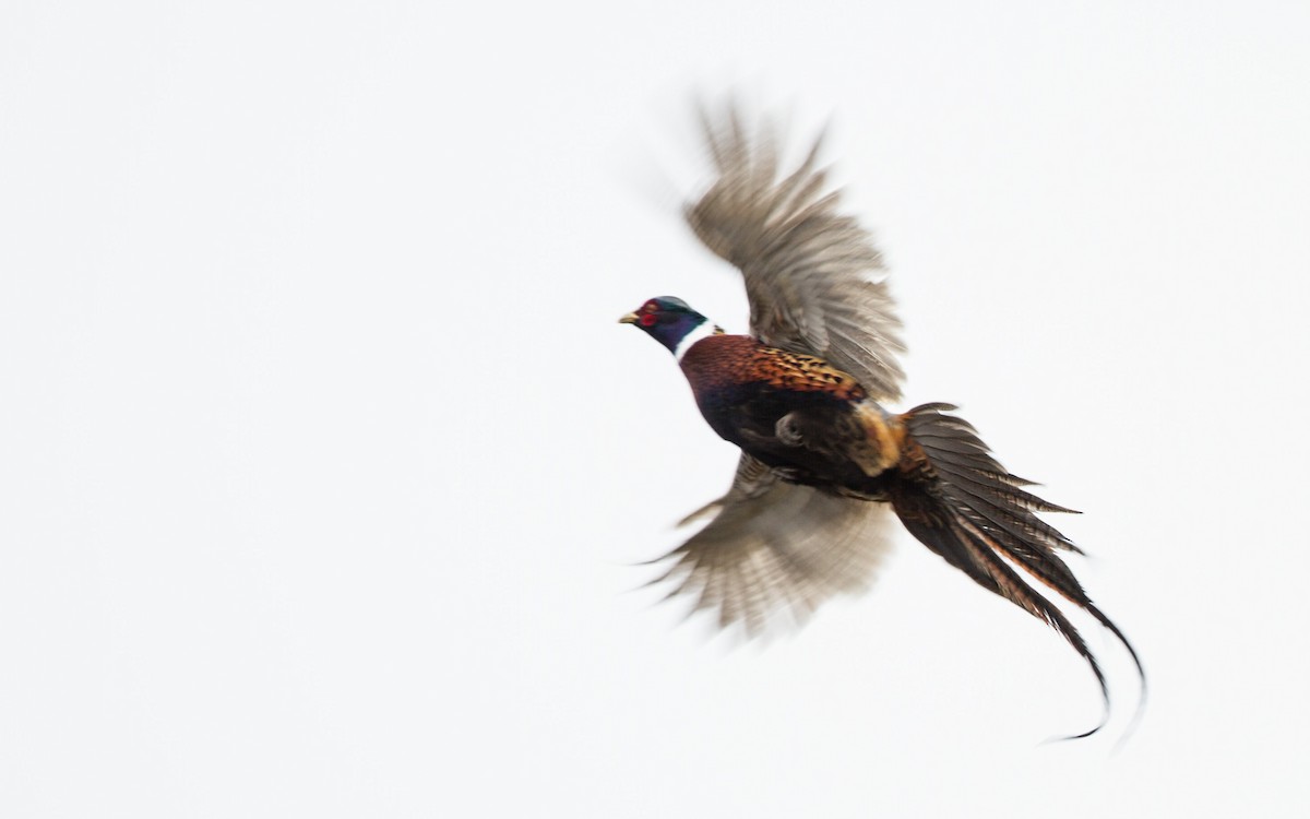 Ring-necked Pheasant - ML123701061